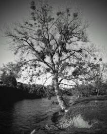 Drvo na obali rijeke