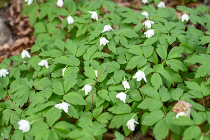 Bijela šumarica raste na šumskom tlu. Anemonoides nemorosa je biljka koja cvjeta rano u proljeće. Bijelo cvijeće u šumi.