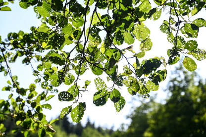 Oštećeni listovi od strane insekata u šumi. Insekti su oštetili lišće na drvetu. Štetočine su pojele dijelove listova na grani.