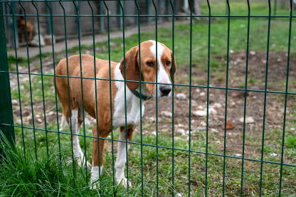 Pas u azilu za životinje. Napušteni psi.
