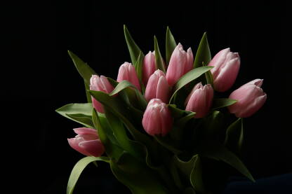 Buket roza tulipana
