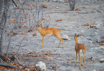 dik-dik najmanje antilope u divljini Namibije.