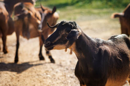 Domaća smeđa koza na ispaši.