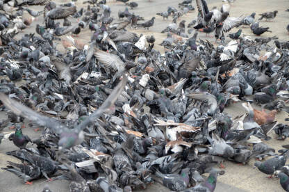 Jato golubova na gradskom trgu. Mnogo golubova okuplja se na ulici. Grupa uličnih golubova kljuca sjemenke žitarica.