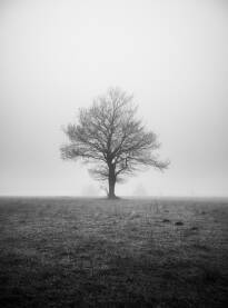 Usamljeno drvo u magli
