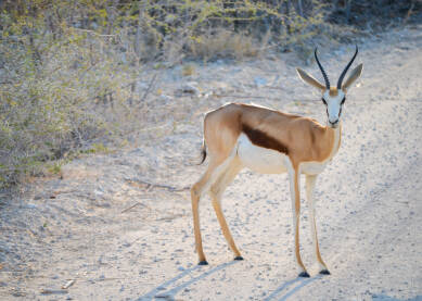 Impala u divljini Namibije.