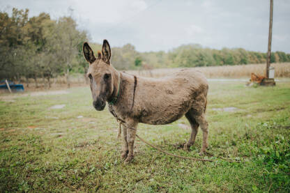 Stariji magarac na livadi, poljoprivredno imanje