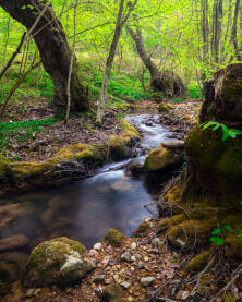 Potok na planini Plješevici