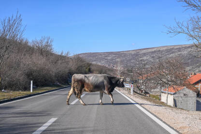 Krava na cesti. Opasnost na putu. Krava prelazi asfaltnu ulicu.