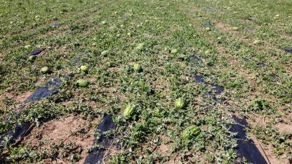 Lubenice rastu u polju ljeti, snimak dronom. Zrele lubenice spremne za berbu.