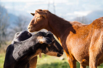 Domaća crna i smeđa koza na livadi.