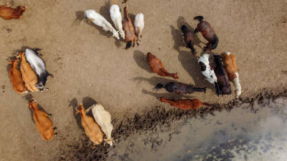 Grupa krava, bikova i konja uz rijeku u prirodi. Životinje na pašnjaku, snimak dronom.