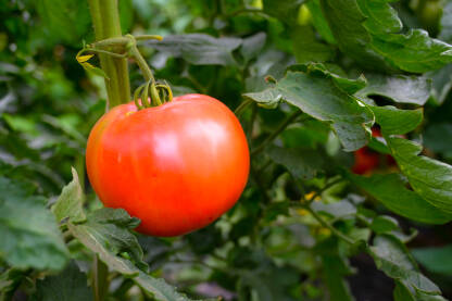 Crvena paradajz raste na grmu u stakleniku. Nasadi mladih biljaka rajčice, krupni plan. Organsko povrće.