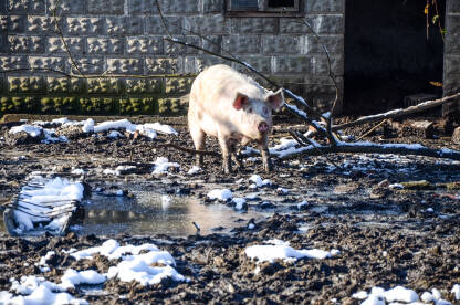 Svinja na farmi na selu. Uzgoj svinja.