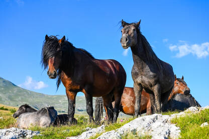 Livanjski divlji konji na visoravni Kruzi i podno planine Cincar.
