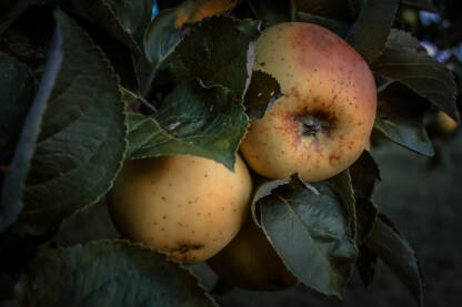 Zrele i sočne domaće jabuke na grani