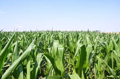 Polje kukuruza ljeti. Polje sa zasijanim organskim kukuruzom tokom sunčanog ljetnog dana. Zeleno polje kukuruza. Poljoprivreda.