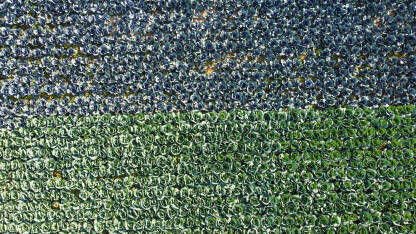 Kupus raste na navodnjavanom polju, snimak dronom. Poljoprivreda. Zelene glavice kupusa.
