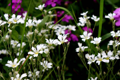 Bijelo livadsko cvijeće