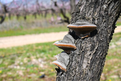 Gljiva raste na drvetu. Gljiva štetočina raste na drvetu u voćnjaku. Biljne bolesti. Paraziti na kori.